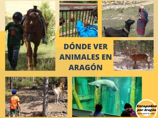 donde ver animales zargoza huesca y teruel