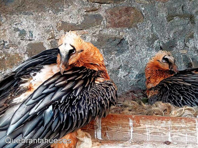 Foto de Ecomuseo de la Fauna. Fundación para la Conservación del Quebrantahuesos en Labuerda, Huesca