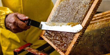 Talleres apícolas y degustación de miel en las Cinco Villas (Zaragoza)